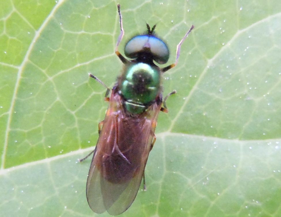 Chloromyia formosa?